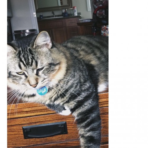 instagram.com-He-has-my-eyes-im_jack_the_cat15253266_1839451552935135_5426550780310061056_n.jpg
