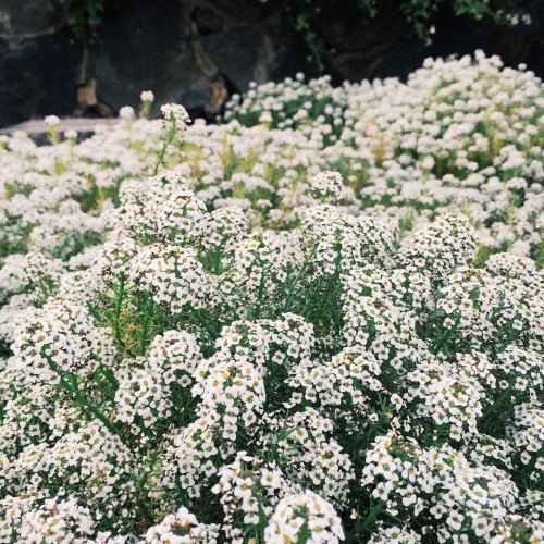 instagram.com-White-flowers-are-my-favorite12907247_1682831991969699_693483964_n.jpg