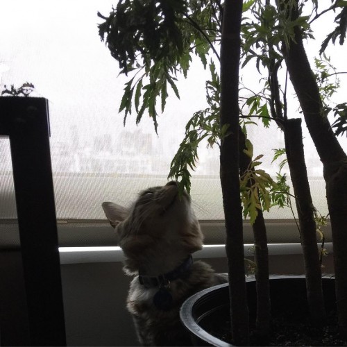 instagram.com-Wonders-of-the-new-city13151060_254658018217672_1137213292_n.jpg