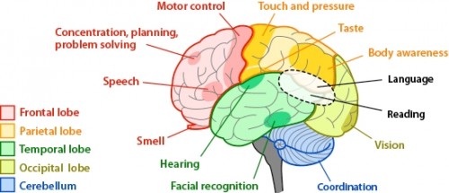 brain-regions-areas.jpg