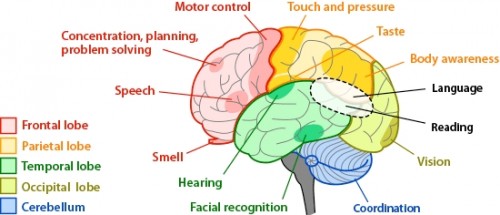 brain regions areas