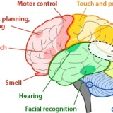 brain-regions-areas